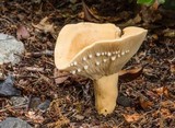Lactarius volemus var. flavus image