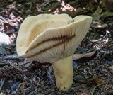 Lactarius volemus var. flavus image