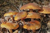 Tricholoma aurantium image