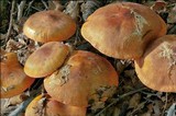 Tricholoma aurantium image