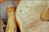 Tricholoma aurantium image
