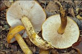 Tricholoma aurantium image