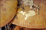 Tricholoma aurantium image