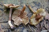 Inocybe adaequata image