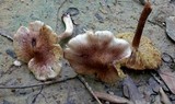 Inocybe adaequata image