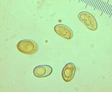Inocybe adaequata image