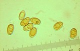 Inocybe adaequata image