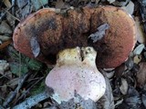 Rubroboletus eastwoodiae image