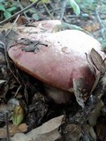 Rubroboletus eastwoodiae image