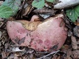 Rubroboletus eastwoodiae image