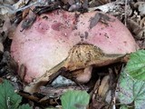 Rubroboletus eastwoodiae image
