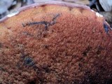 Rubroboletus eastwoodiae image