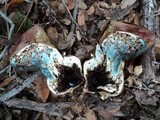 Rubroboletus eastwoodiae image