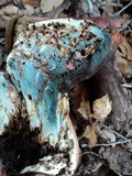 Rubroboletus eastwoodiae image