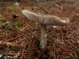 Amanita rhacopus image
