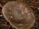Amanita rhacopus image