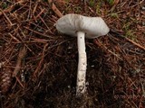 Amanita rhacopus image