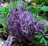 Clavaria zollingeri image