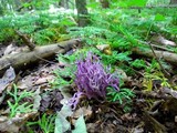 Clavaria zollingeri image