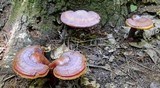 Ganoderma curtisii image