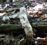 Hypomyces hyalinus image