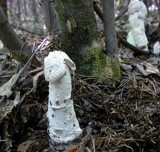 Hypomyces hyalinus image