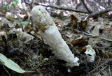 Hypomyces hyalinus image