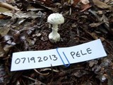 Amanita austrostraminea image