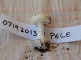 Amanita austrostraminea image