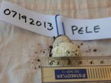 Amanita austrostraminea image