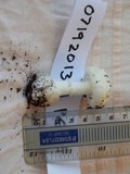 Amanita austrostraminea image