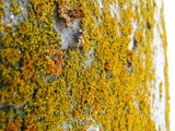 Xanthoria weberi image