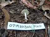 Amanita austrostraminea image