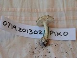Amanita austrostraminea image