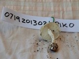 Amanita austrostraminea image