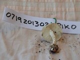 Amanita austrostraminea image