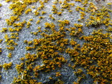 Xanthoria weberi image