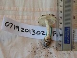 Amanita austrostraminea image