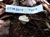 Amanita austrostraminea image