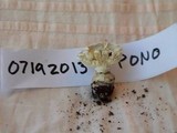 Amanita austrostraminea image