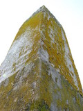 Xanthoria weberi image