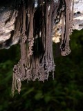 Stemonaria longa image