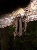 Stemonaria longa image