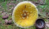 Amanita frostiana image