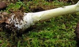 Amanita frostiana image