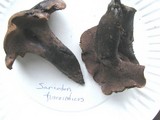 Sarcodon fuscoindicus image