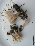 Aphelaria tuberosa image
