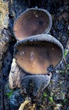 Plectania campylospora image