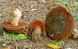 Boletus erythropus image