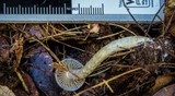 Cortinarius rotundisporus image